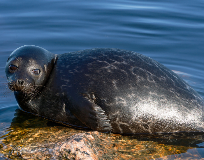 ringed-seal.webp ringed seal on a rock