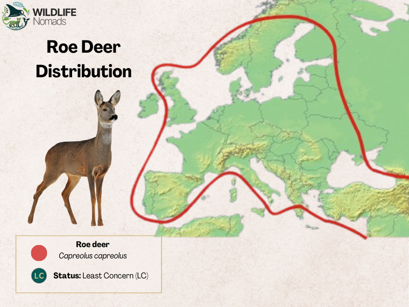 roe-deer-Distribution-map-europe.webp a map of Europe showing the distribution of the roe deer