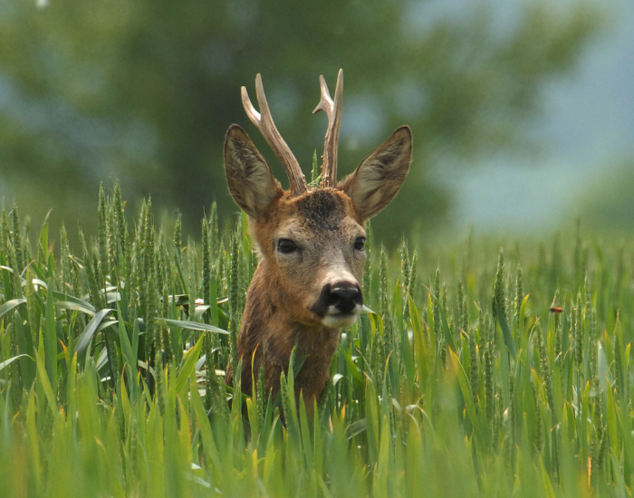 roe-deer-camouflaged.webp close up of a roe deer in tall grass