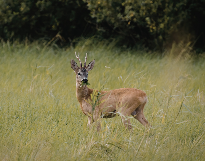 roe-deer-in-grassfield.webp roe deers in its natural habitat