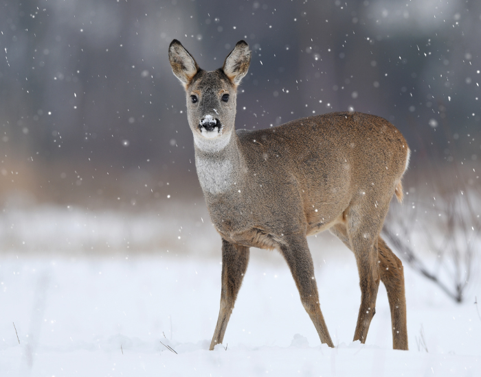 roe deer standing on snow