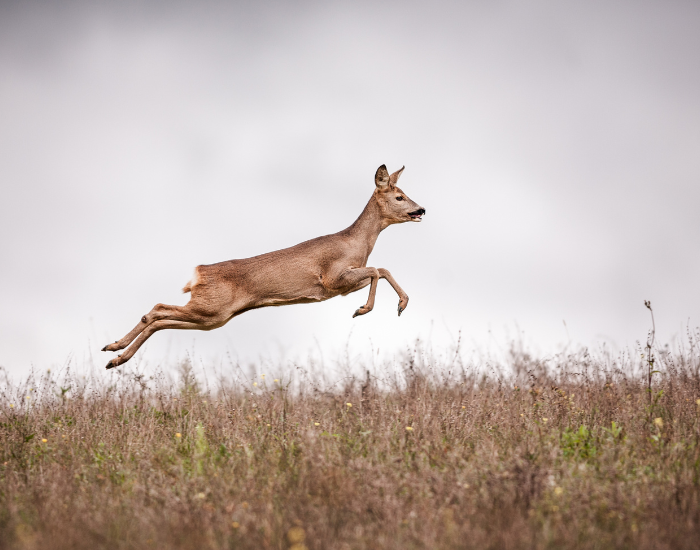 roe-deer-jumping.webp roe deer running and jumping