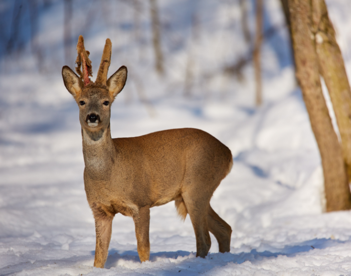 roe-deer-sheding-antlers.webp roe deer shedding antlers in winter