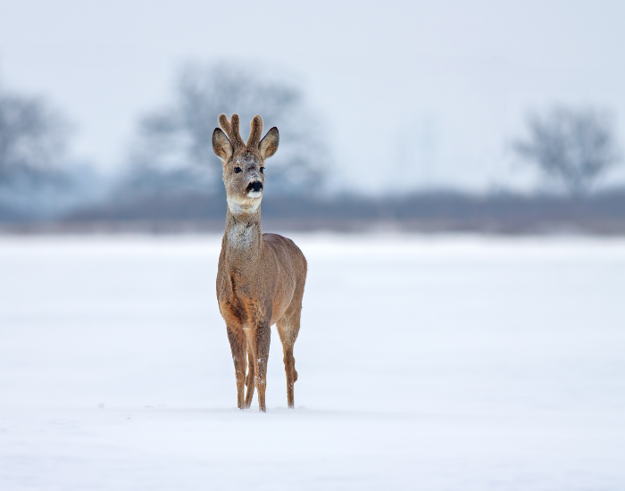 roe-deer-snow.webp roe deer standing in snow in winter
