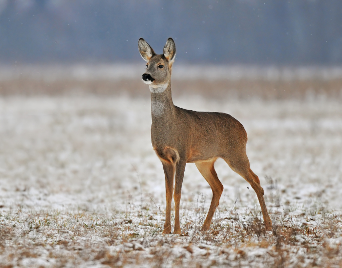 roe-deer-standing-ground.webp roe deer standing on a grassfield