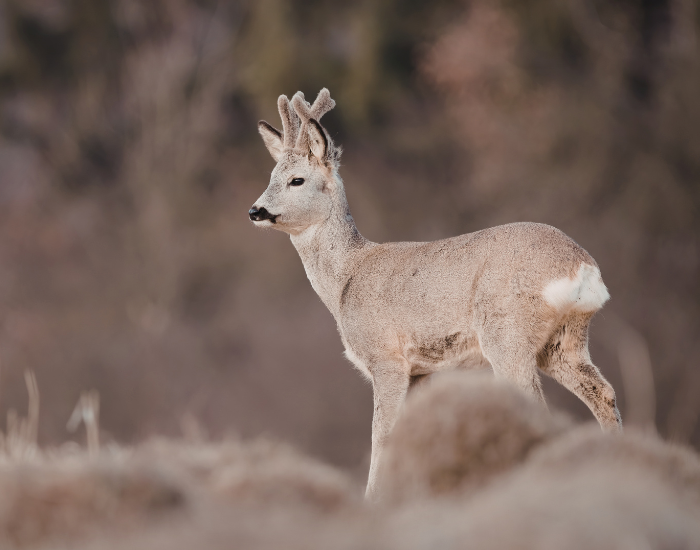 roe-deer.webp roe deer standing