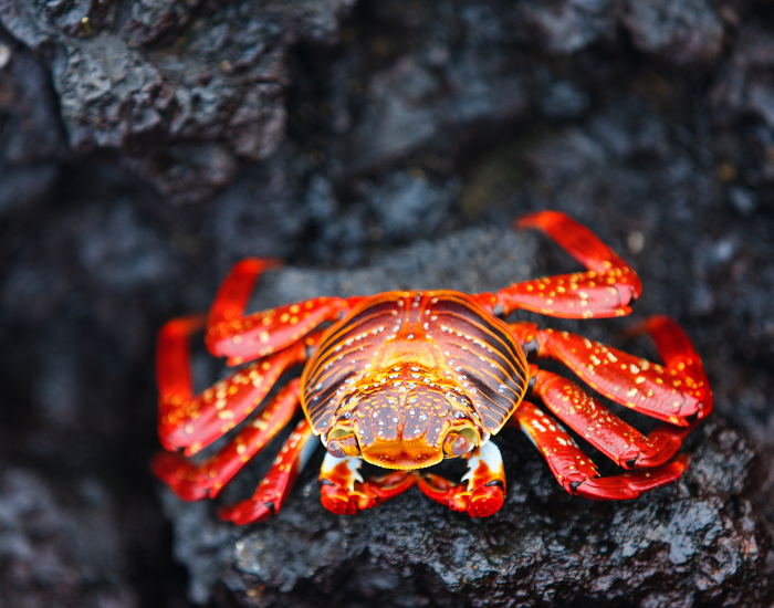 sally-lightfoot-crab.webp sally lightfoot crab on a rock