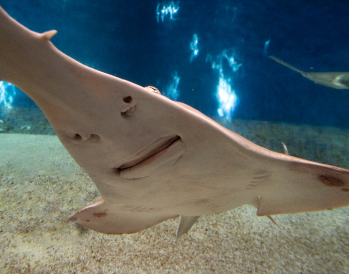 sawfish close up swimming