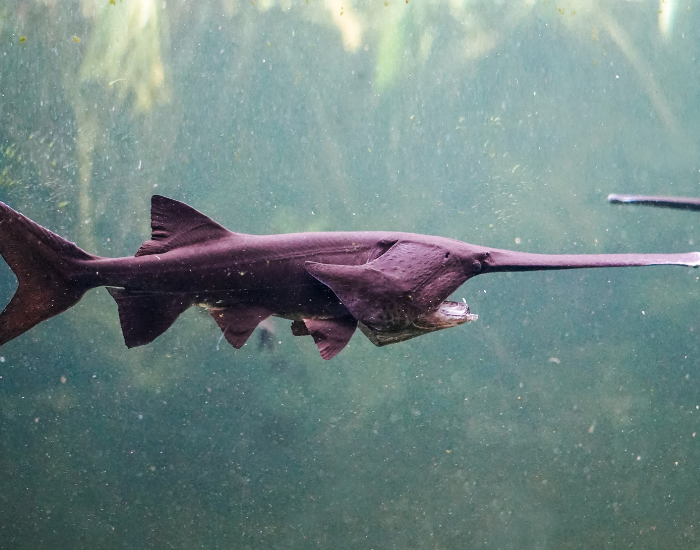 sawfish swimming underwater photo