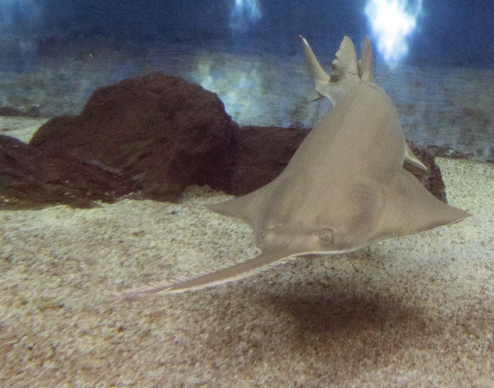 sawfish swimming underwater near the bottom
