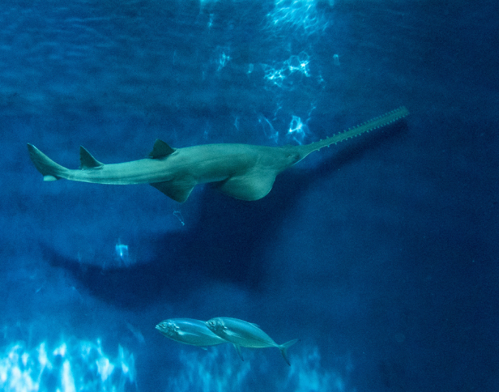 sawfish swimming underwater in aquarium