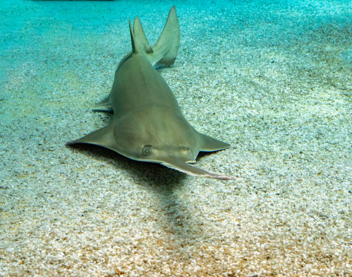 sawfish swimming underwater