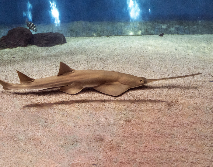 sawfish swimming