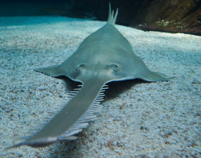 close up of a sawfish