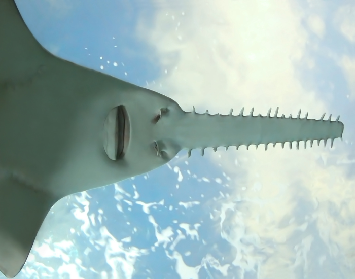 close up of a sawfish from below