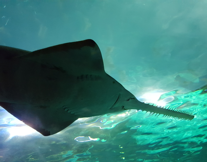 sawfish underwater swimming