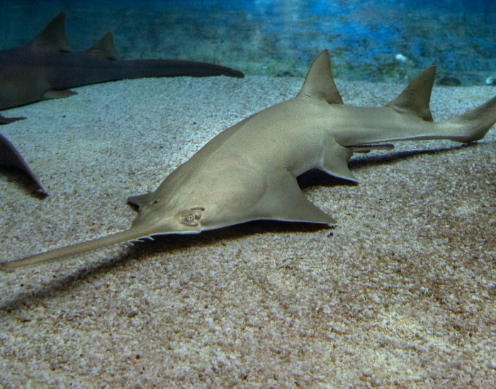 sawfish at the bottom underwater