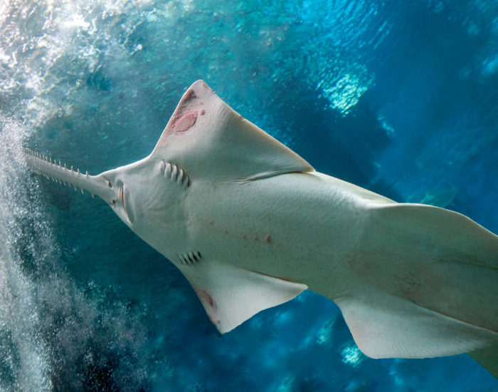sawfish swimming in aquarium