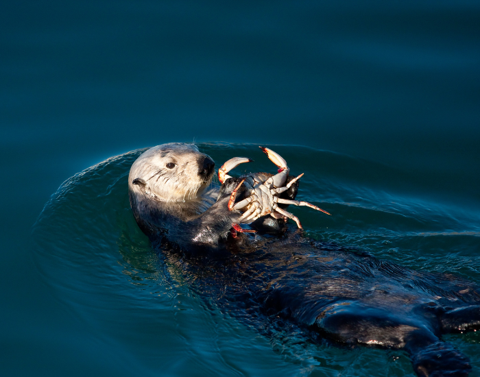 sea-otter-eating-a-crab.webp sea otter eating a crab