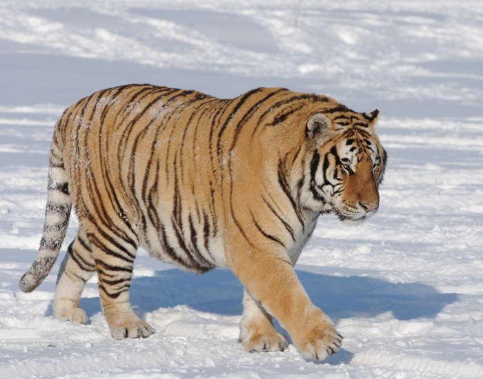 siberian tiger walking