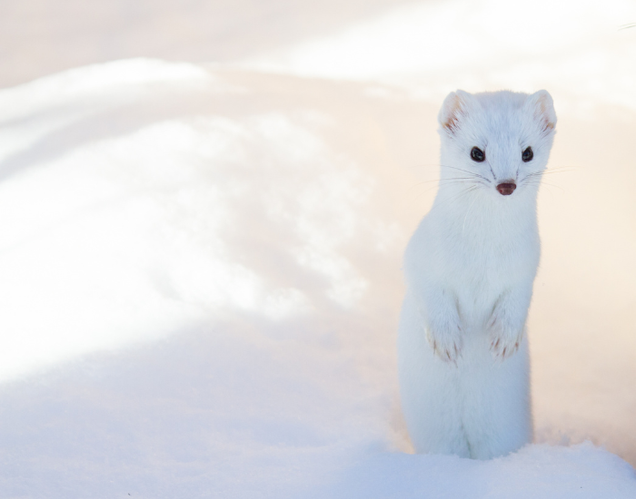 snow-ermine-weasel.webp white ermine weasel standing over snow