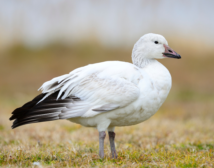 snow-goose-wild.webp snow goose standing in the wild