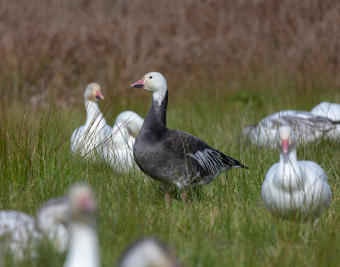 snow-goose-blue-morph.webp a group of snow geese, with one blue morph