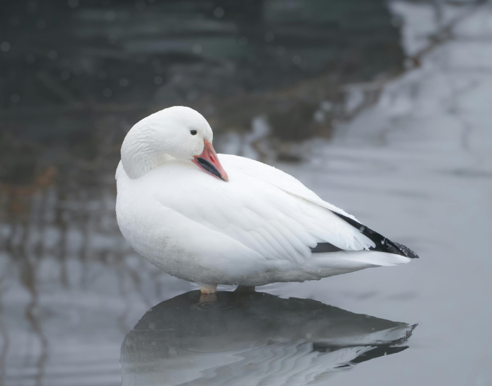 snow-goose.webp snow goose in a wate rpond