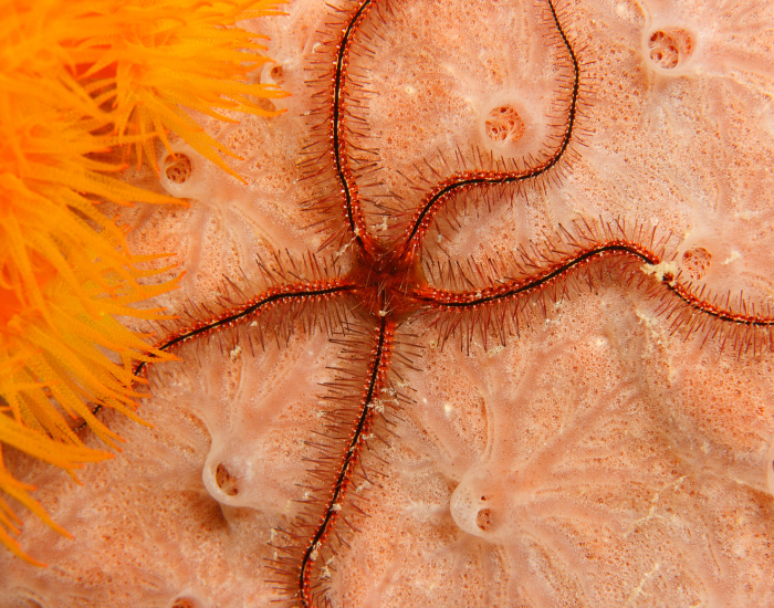 sponge-brittle-ocean.webp brittle star undertwaer