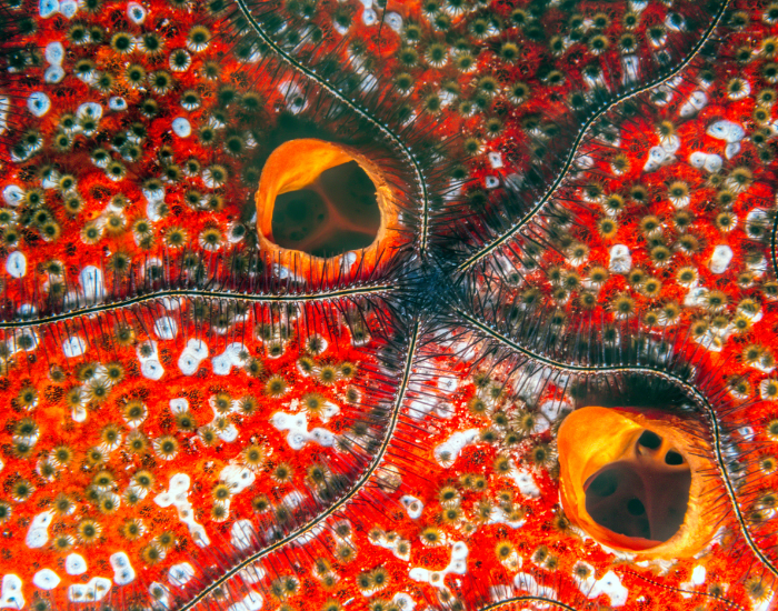 close up of a sponge brittle star