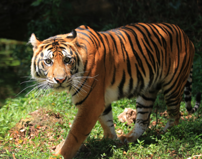 sumatran-tiger.webp sumatran tiger walking on a sunny day among vegetation