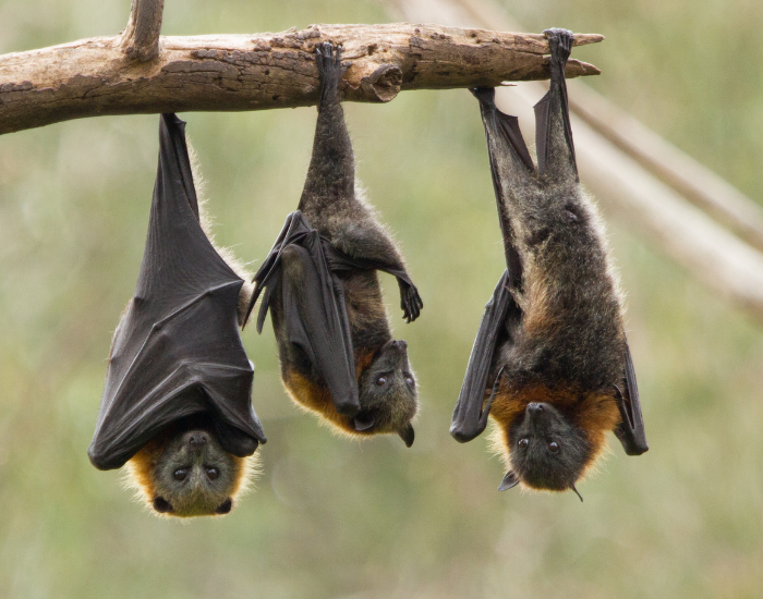 three bats hanging from a tree