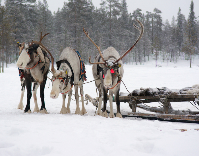 three-reindeers.webp three reindeers in the wild