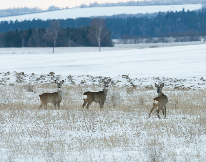 three-roe-deers-grasfield.webp three roe deers in its natural habitat in winter