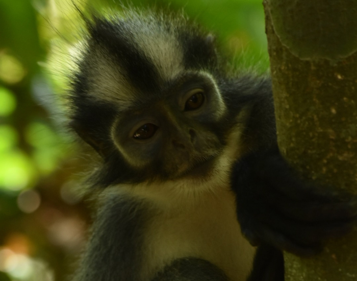 tomas-leaf-monkey-in-sumatra.webp close up of a Thomas's langur in the sumatran rainforest