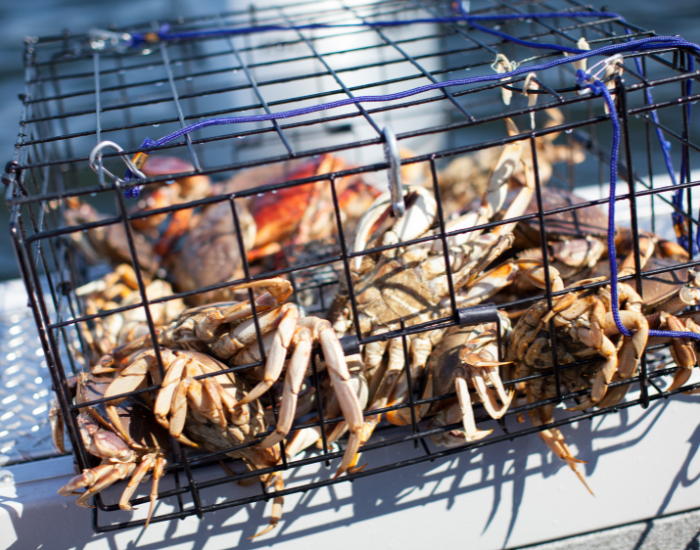 trap-of-Dungeness-Crab.webp Dungeness Crabs inside a crab trap