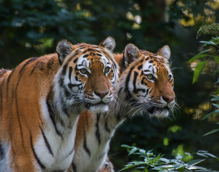two-bengal-tigers-in-the-wild.webp two bengal tigers in the wild