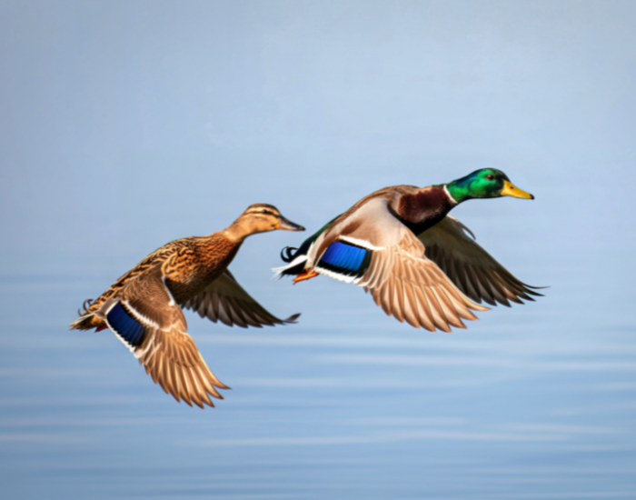 two-mallard-ducks.webp couple of mallards flying in the wild