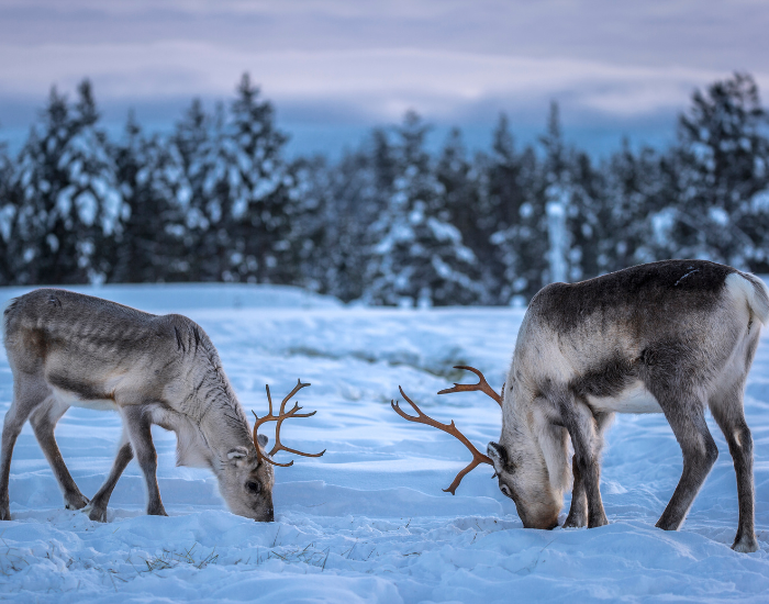 two-reindeers.webp two reindeers in an open snowy landscape with a forest behind