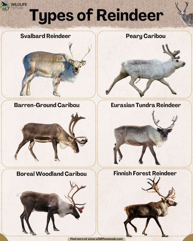 types-of-reindeer-Caribou-by-wildlife-nomads.webp infographic showing 6 Types of Reindeer by wildlife nomads