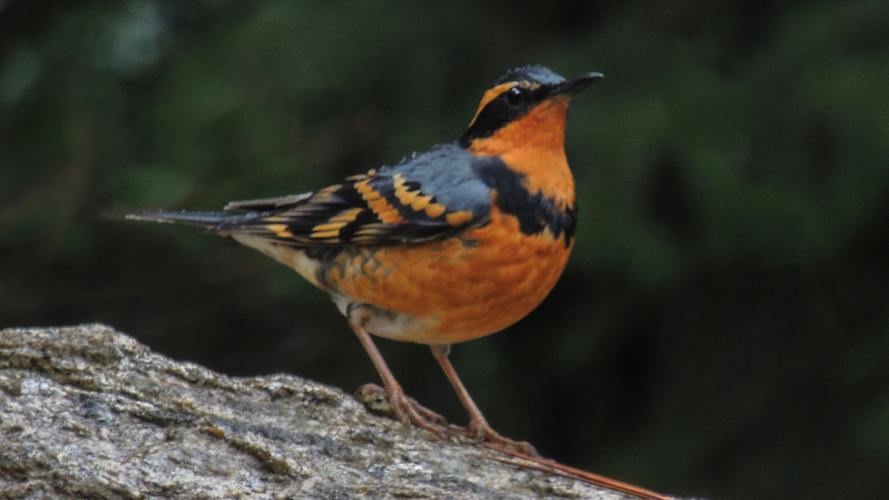 a varied thrush on a rock
