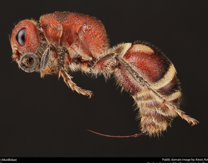 velvet-ant-background.webp velvet ant with black background