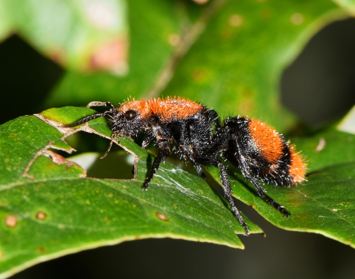 velvet-ant-Dasymutilla-occidentalis.webp velvet ant walking on a leaf