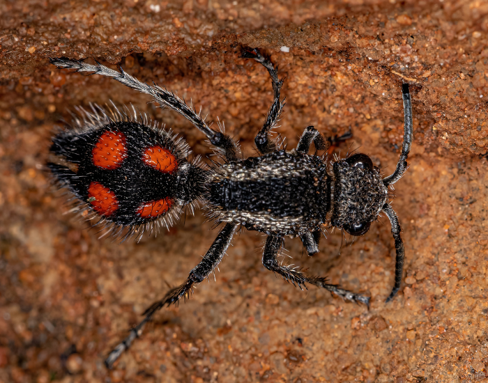 velvet-ant-ground.webp velvet ant close up on soil