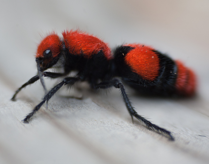 velvet-ant-standing-close-up.webp red velvet ant close up