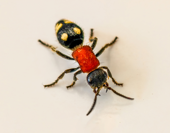 velvet-ant-white-background.webp close up of a velvet ant with white background