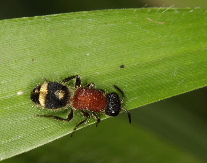 velvet-ant.webp velvet ant walking on a leaf