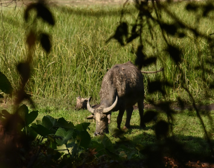 water-buffalo-2.webp an asian water buffalo in a swamp