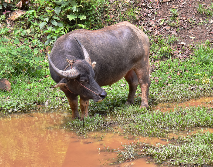 water-buffalo-grazing.webp a water bufalo next to a pond