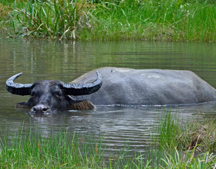 water buffalo inside a swamp